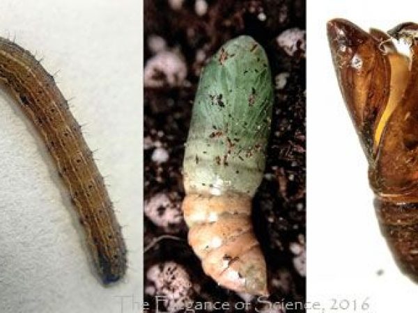 photos of life stages of a moth