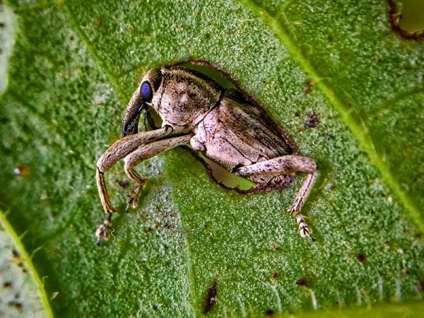 weevil crawling through leaf
