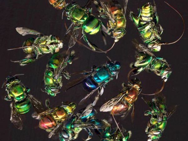 metallic orchid bees