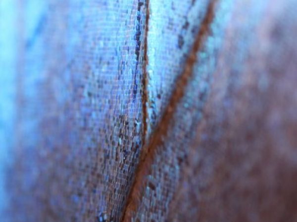 magnification of blue butterfly wing