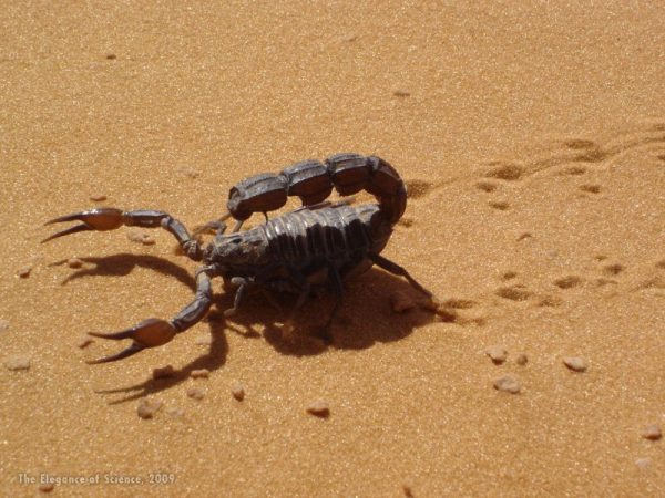 scorpion in sand