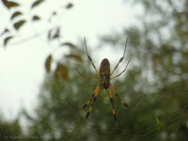 golden orb spider in web