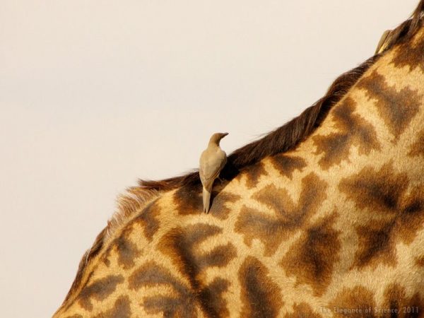 Oxpecker bird on giraffe