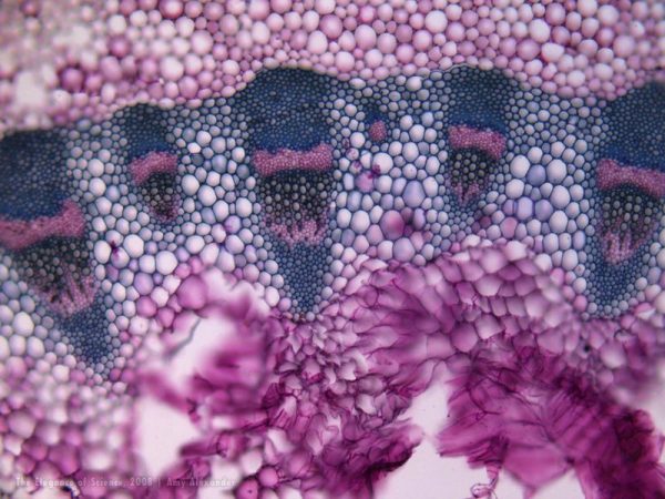 magnified gerbera daisy tissue