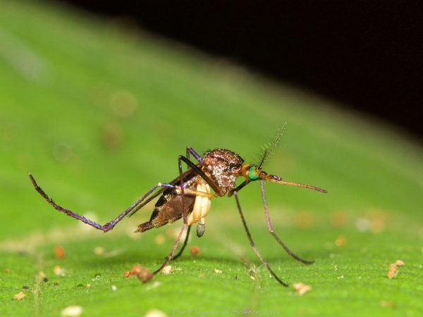 mosquito with bot fly eggs