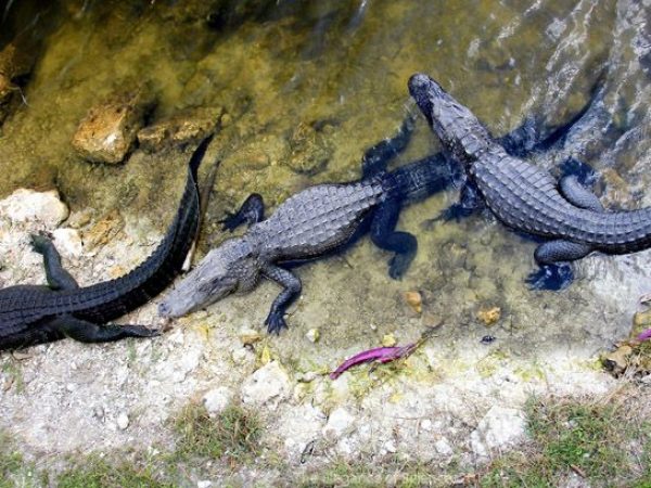 Beyond being University of Florida's emblematic mascot, alligators are ecological indicators. Alligators are found in freshwater habitats throughout Florida, where they act as ecological 
