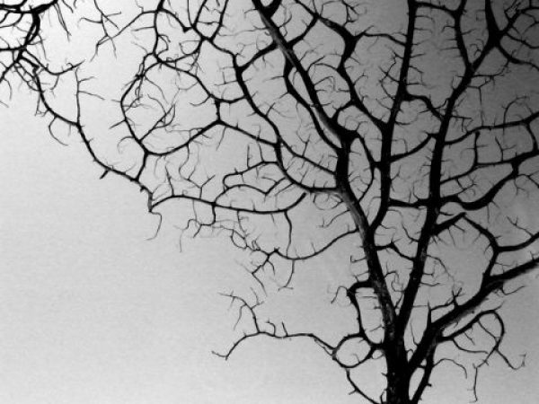 photo of representative tree