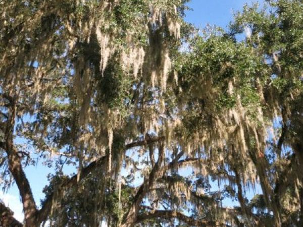 trees against the sky