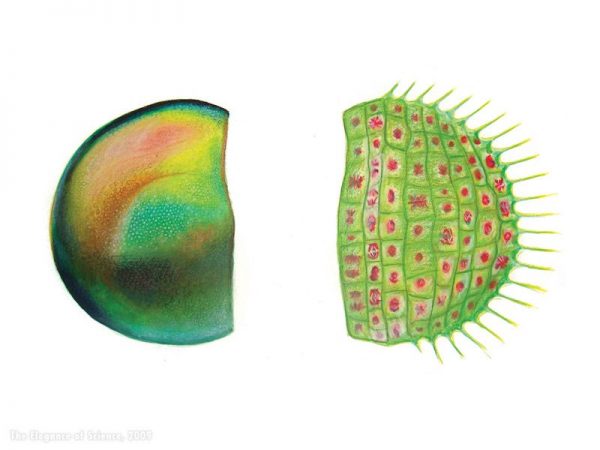 artistic rendition of damselfly eye and section of plant