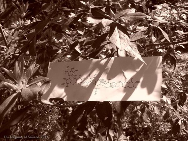 Photo of chemical structure illustration on paper in a bush