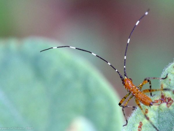 an unidentified insect