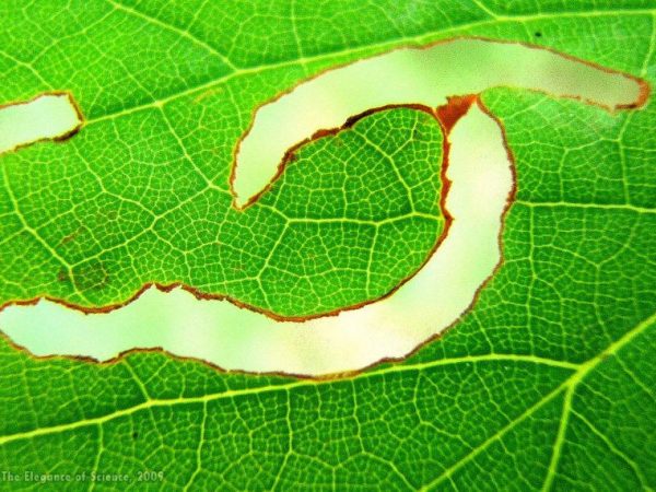 leaf with eaten sections