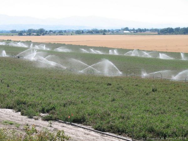 field of clover being watered
