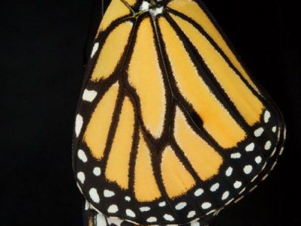 monarch butterfly