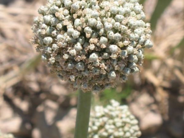 seed head of onion