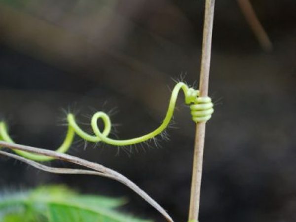 vine tendril holding grass