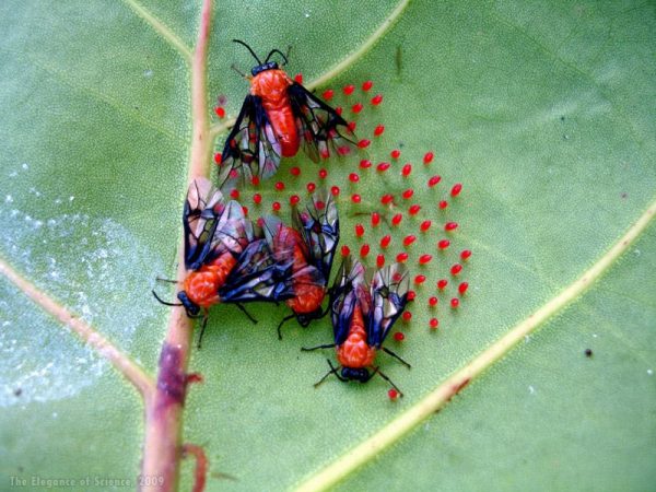 sawflies laying eggs