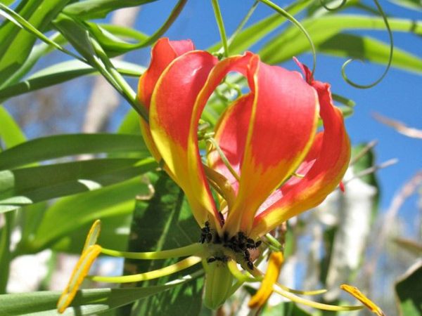 ants on a Glory lily