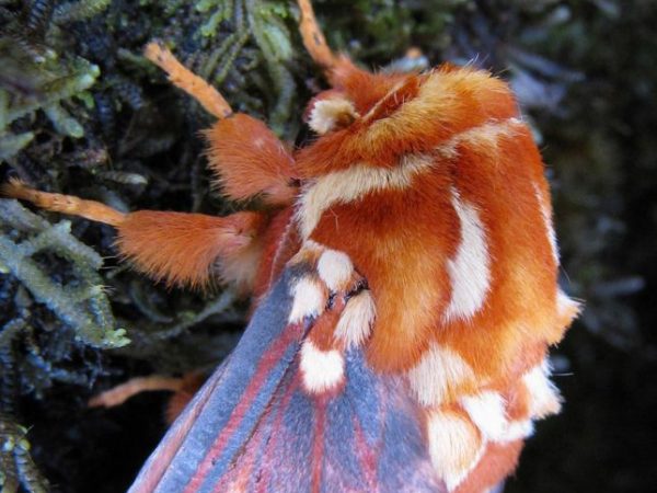 fuzzy red Regal Moth