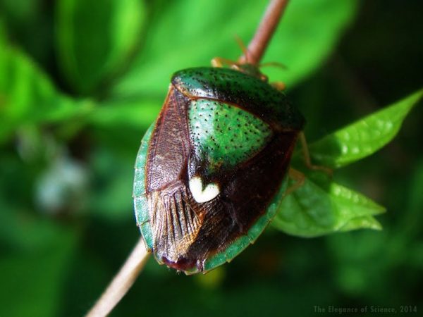 Stink Bug with heart shape on wings