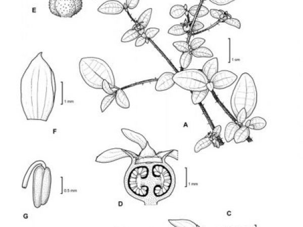 illustration of new flower
