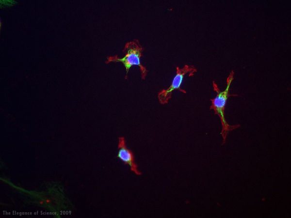 magnification of stained rat cells