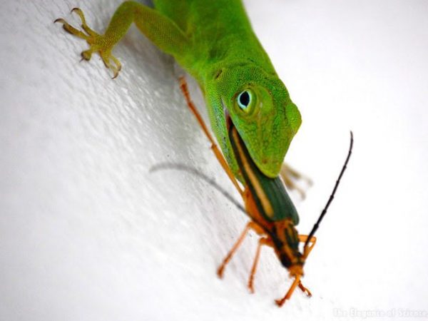 lizard eating longhorned beetle