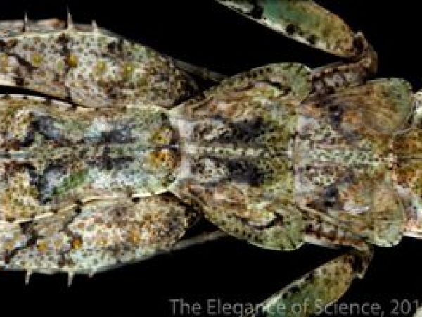 grizzled bark mantis