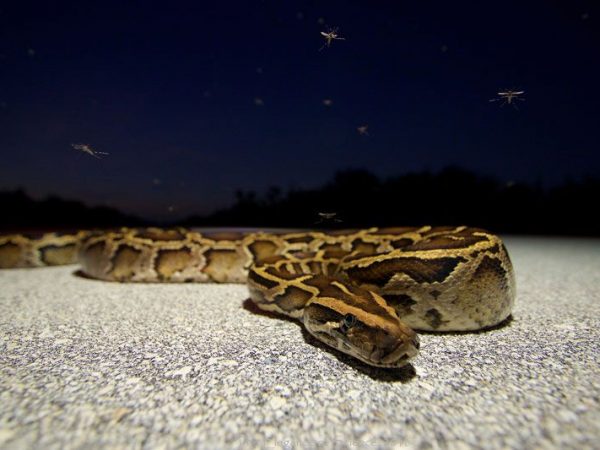 mosquitoes flying around a python