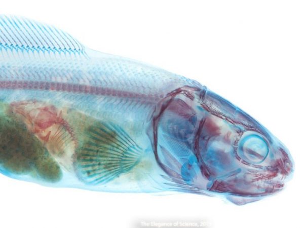 cleared and stained fish specimen
