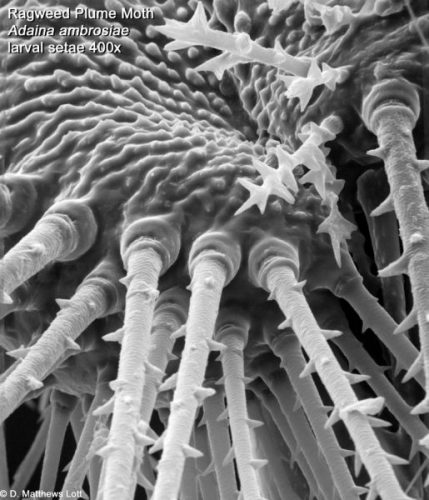 magnified moth larva