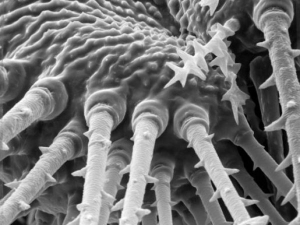 magnified moth larva