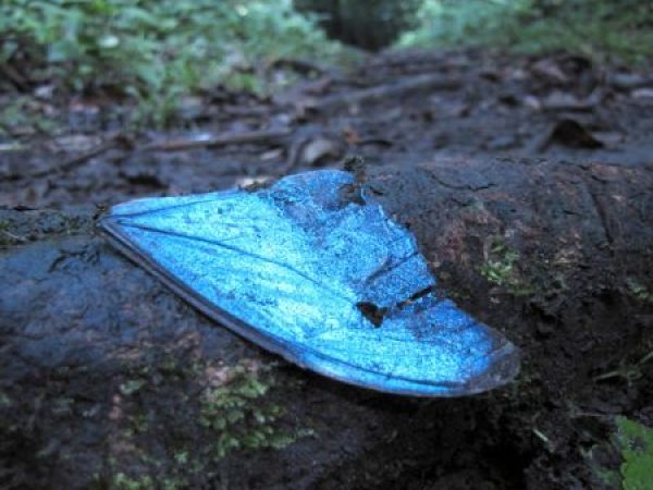 blue butterfly wing
