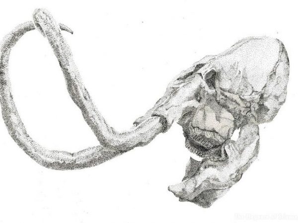 Mammathus Primigenius illustration