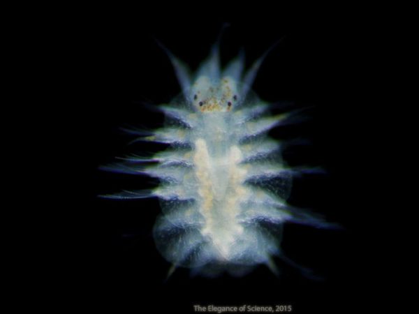 marine larvae