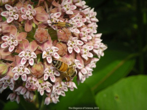honey bees on a milkweed flower
