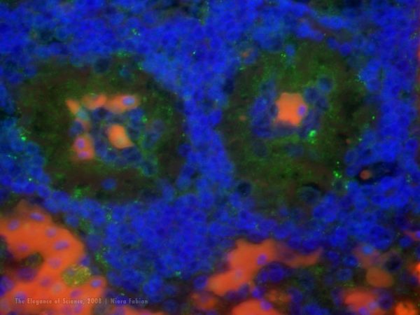 magnified alligator tissue