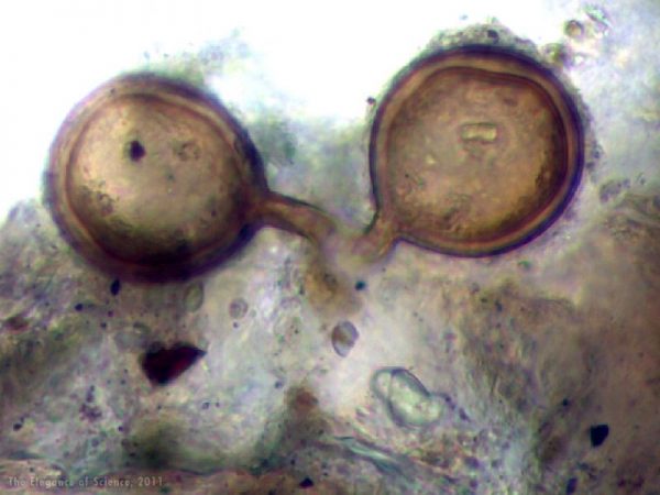 magnification of spores