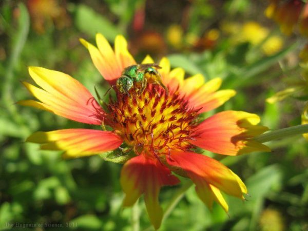 green bee on blanketflower