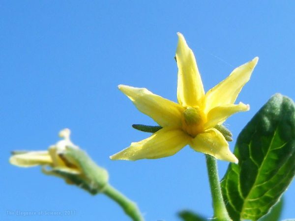tomato flower against the sky