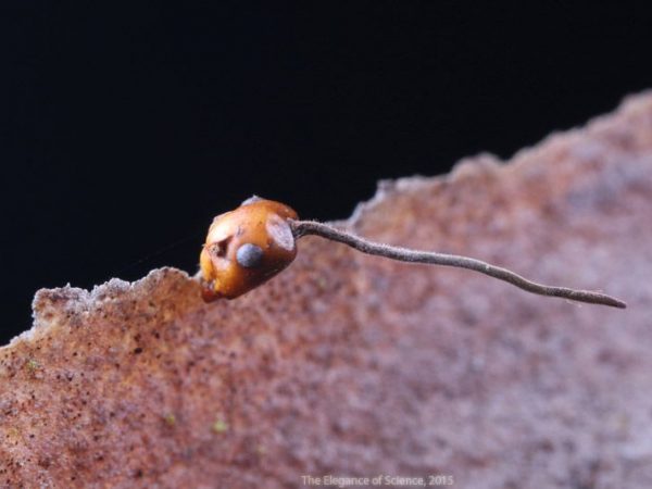 parasitic fungus growth