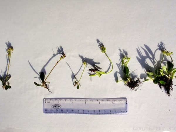 plant specimens collected in the field