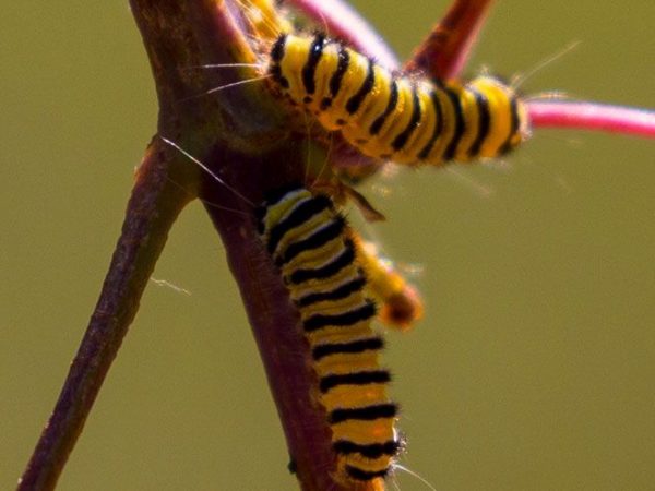 cinnabar moth caterpillars
