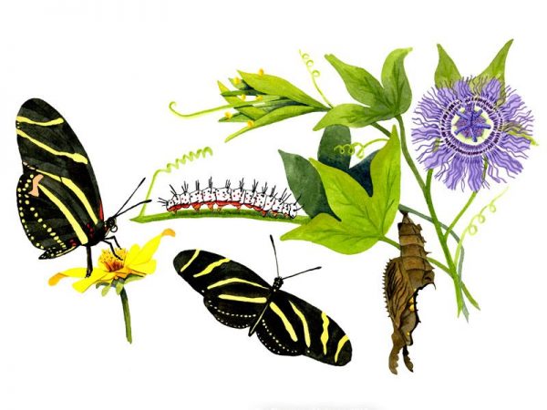 Illustration of Zebra Longwing life cycle
