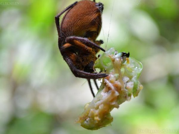 spider eating katydid