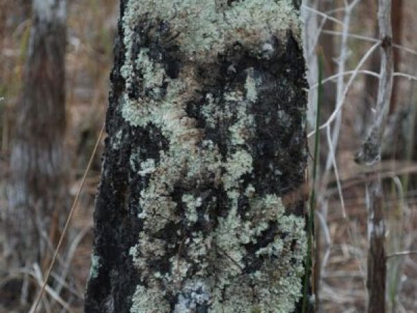 lichen on tree