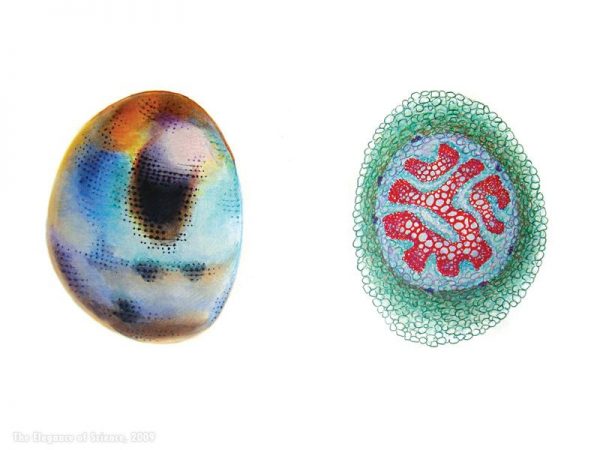 artistic rendition of damselfly eye and section of plant