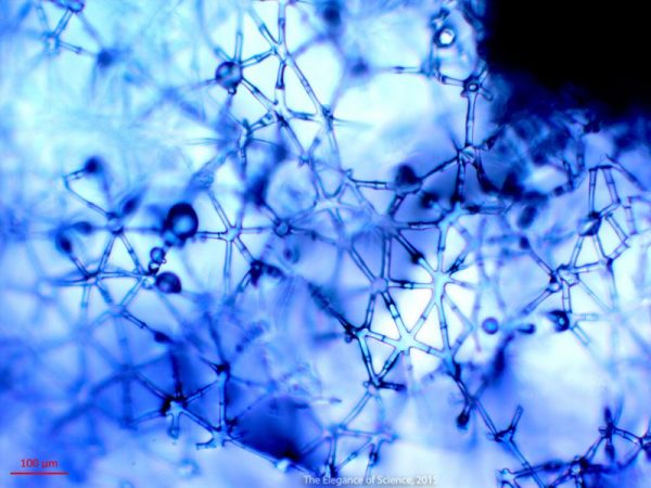 stained plant fiber magnified