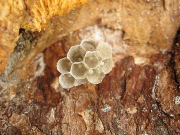 small paper wasp nest