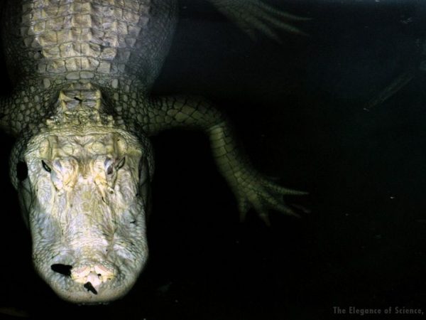 An albino aligator